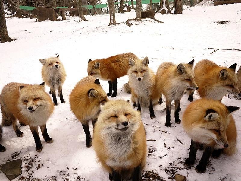 宮城藏王狐狸村