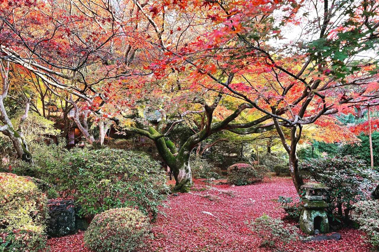 京都東山賞楓景色