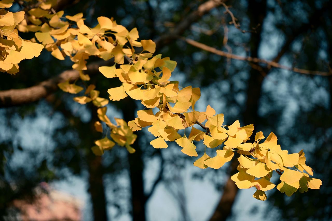 Best time to see Kyoto ginkgo in 2026: forecast