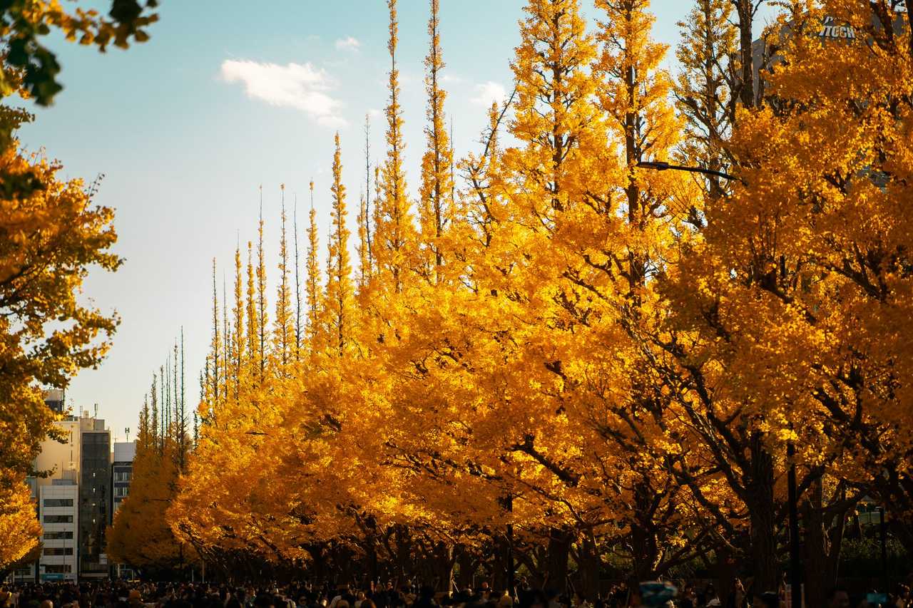 Horikawa-dori Ginkgo Avenue