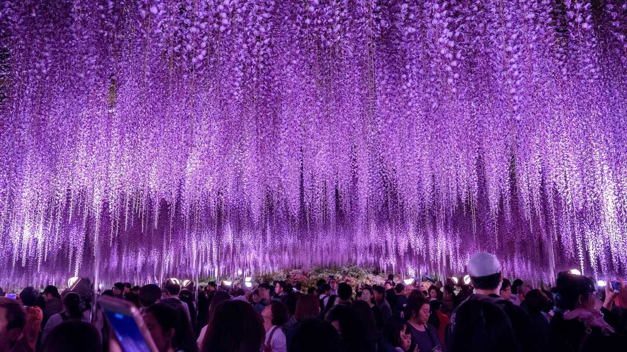 奇蹟的大藤
