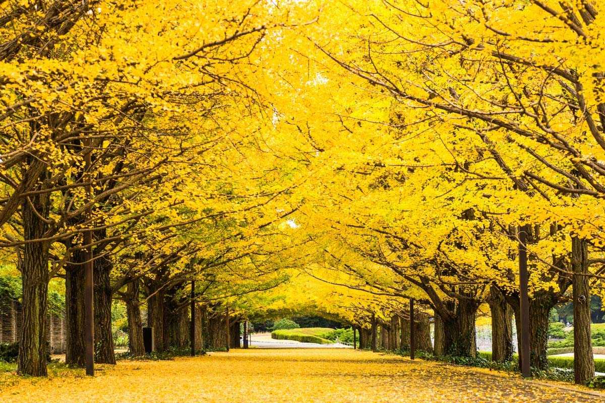 昭和記念公園秋季景色