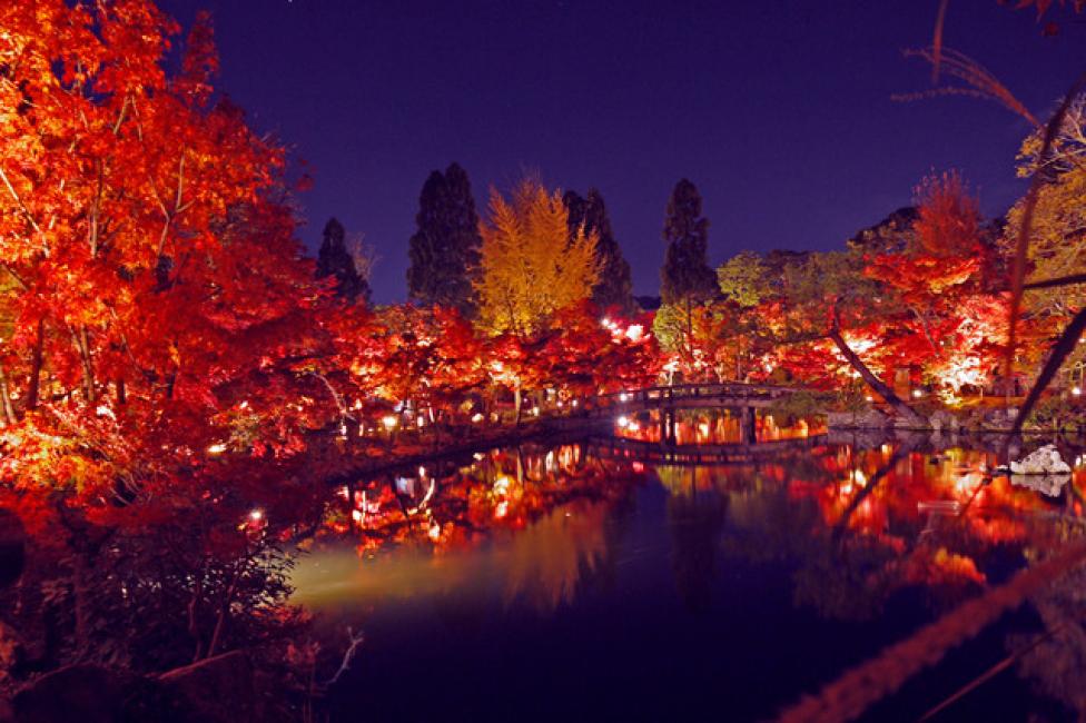 Kyoto Night Foliage Half-Day Tour | Chion-in, Yuzen-en, Hojo Garden and To-ji | Departing from Kyoto