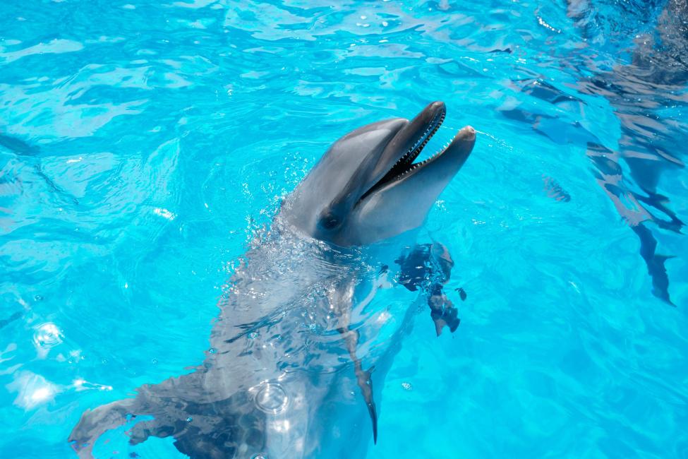 日本九州長崎|九十九島水族館・海閃閃 門票