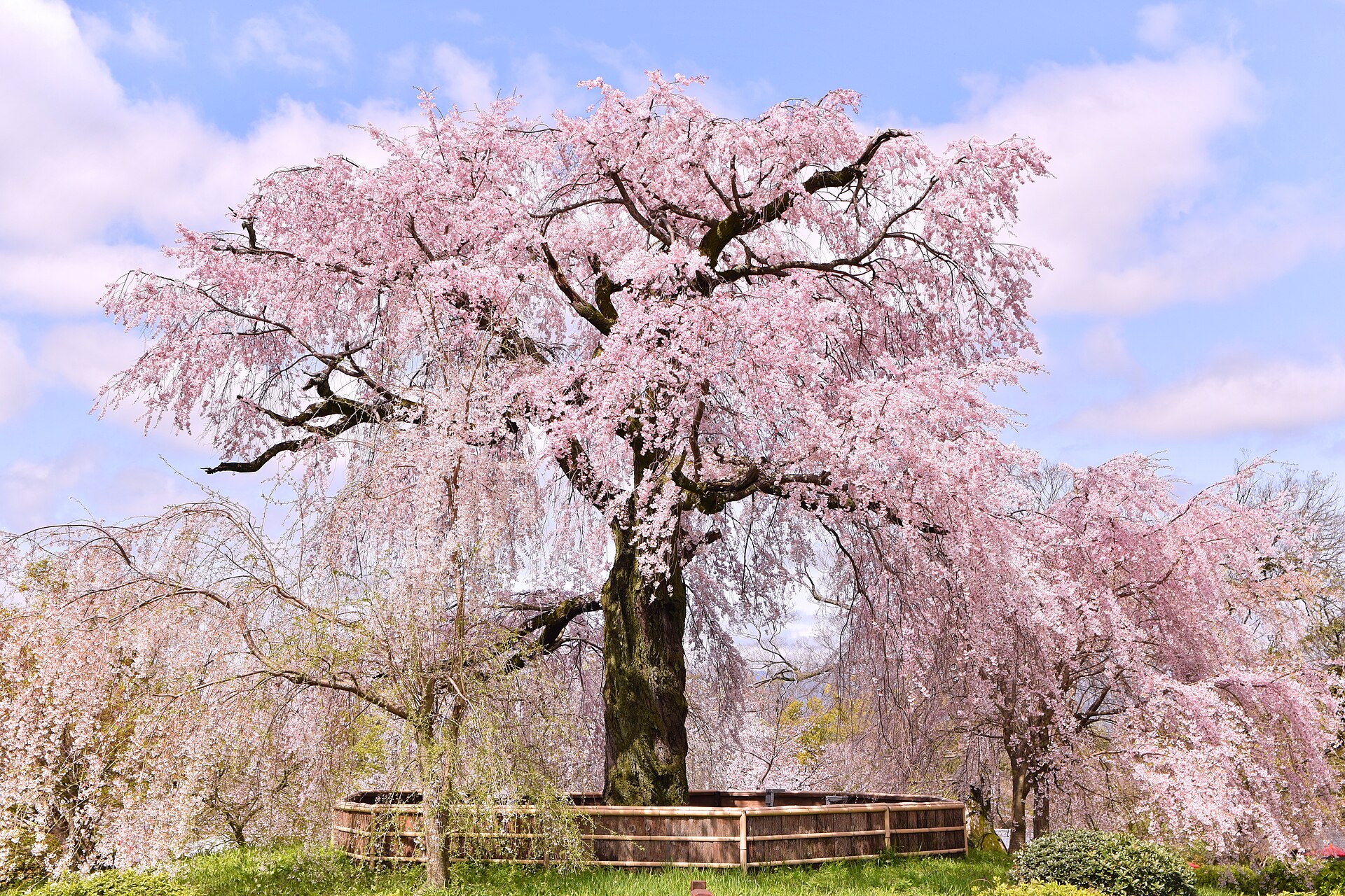 A large weeping cherry tree in full pink bloom, with a wooden fence at its base under blue sky
