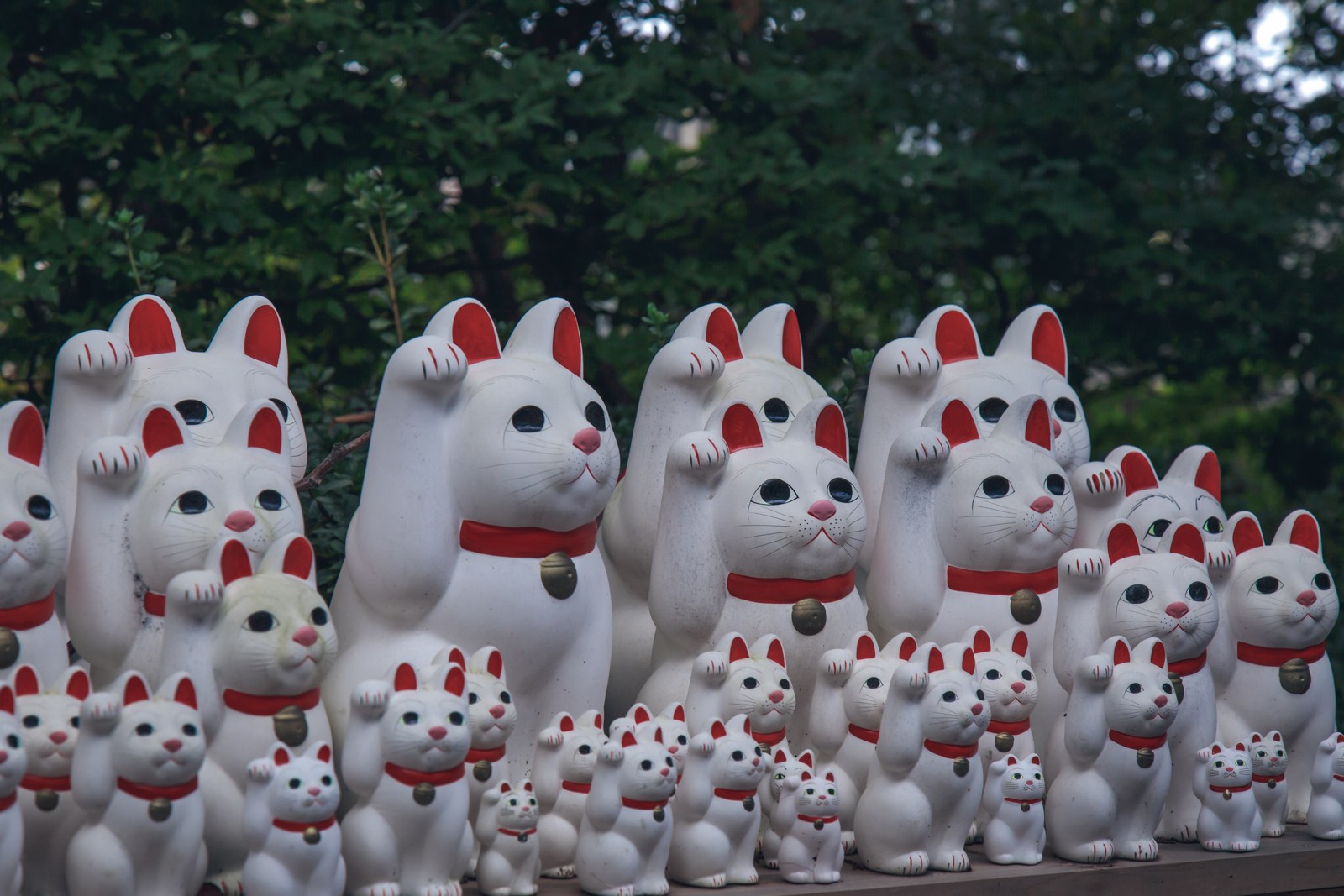 Tokyo Gotokuji & Harajuku Cat Cafe Half-Day Tour