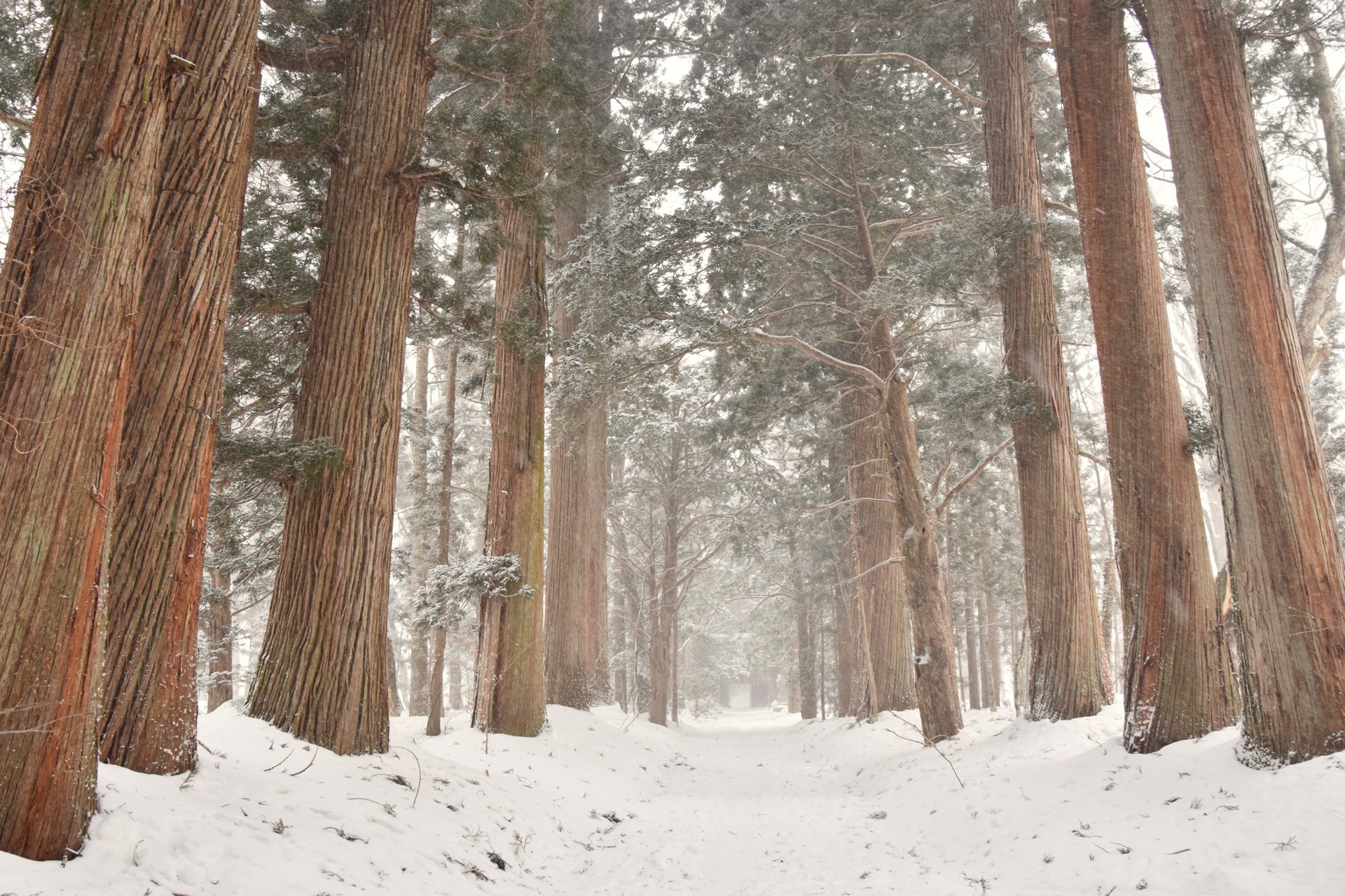 [Nagano Day Tour] Togakushi Shrine and Jigokudani Monkey Park Snow Monkey Walk (Departing from Nagano)