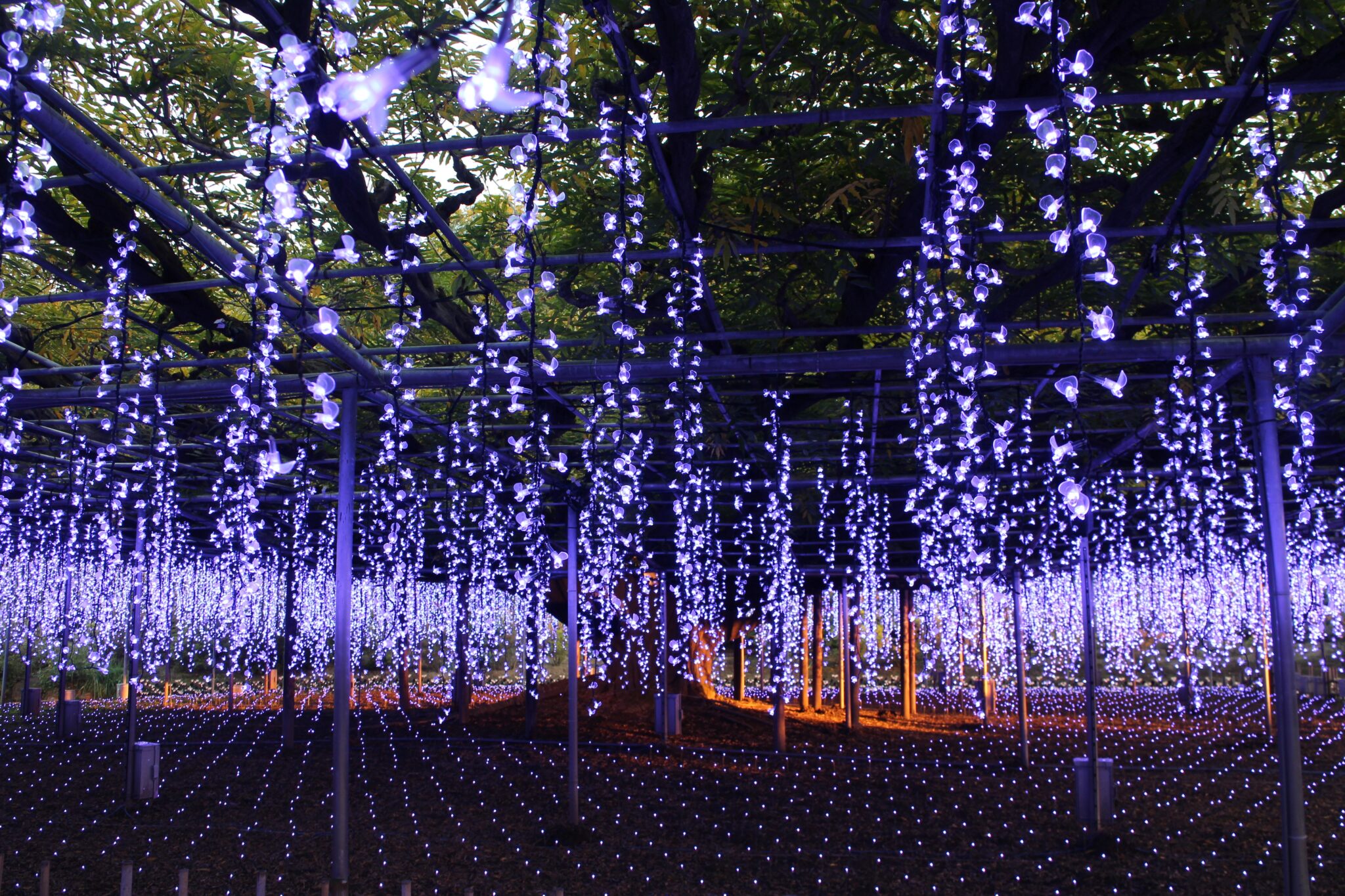 Tokyo Ashikaga Flower Park and Sano Outlets Private Day Tour