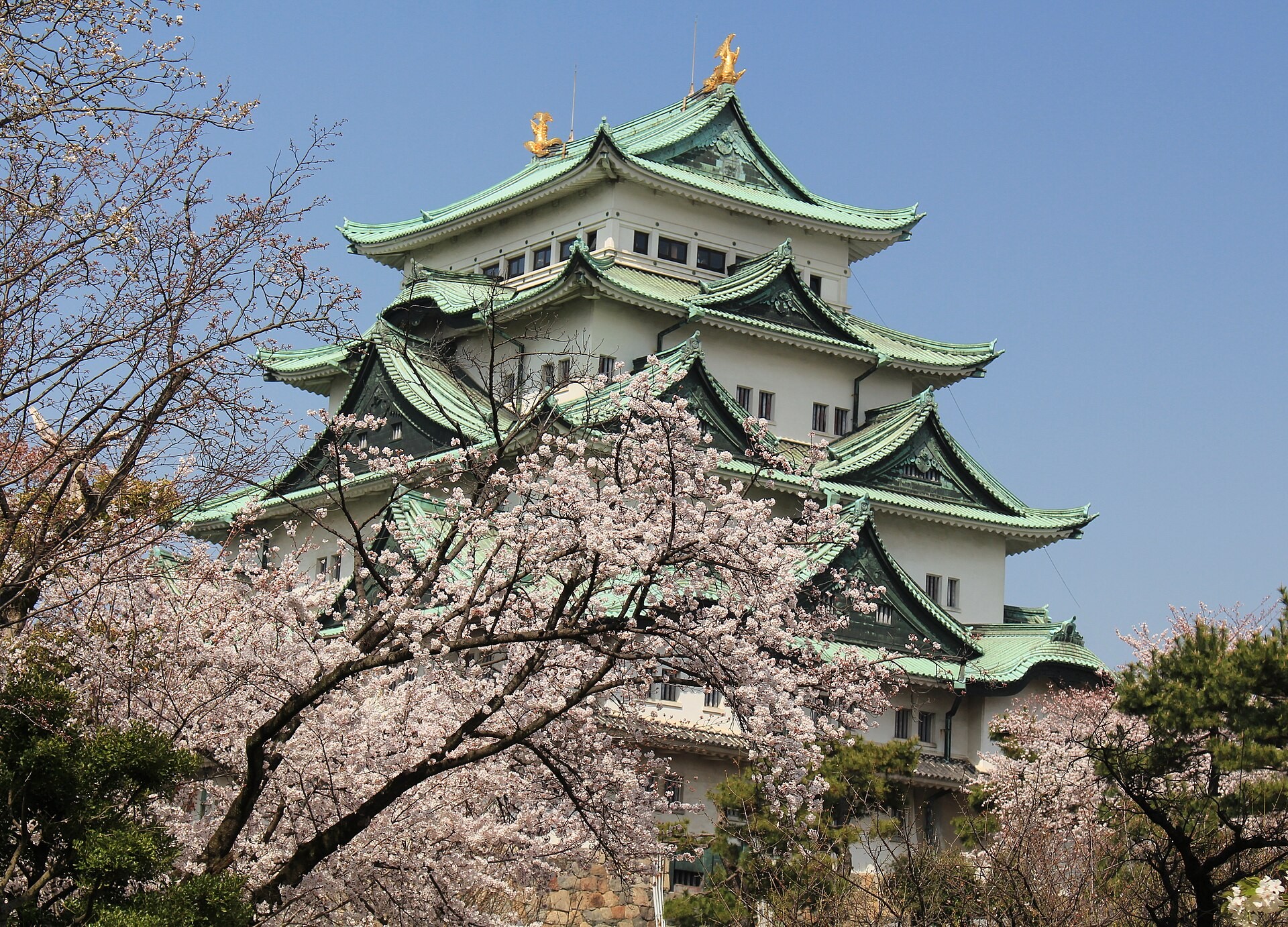 Cherry blossoms in full bloom frame Nagoya Castle's white keep with green roofs and golden shachihoko ornaments.