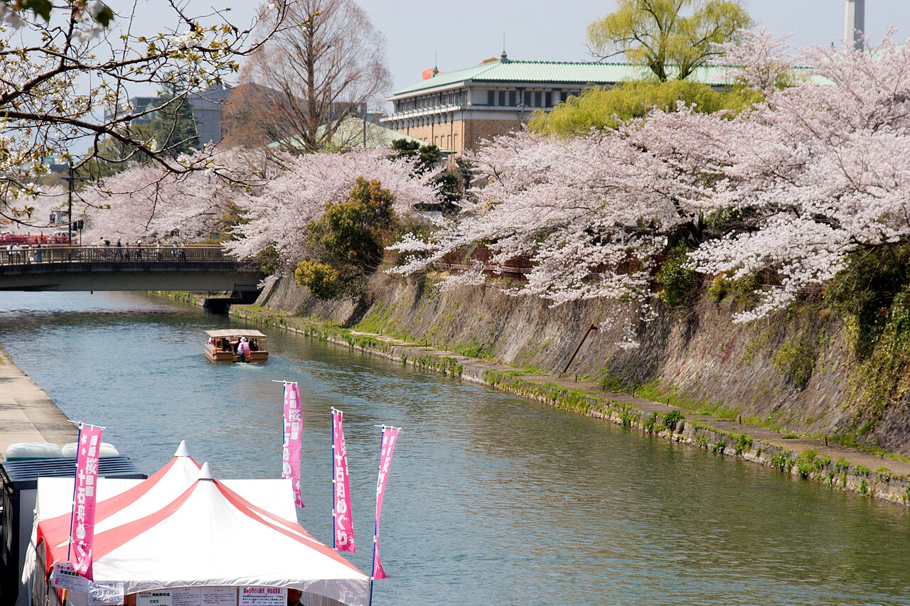 Cherry blossoms along a Kyoto canal, with a small boat gliding on the water